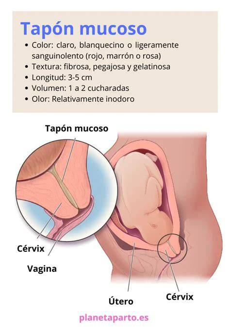 Esquema de la ubicación y función protectora del tapón mucoso en el cérvix durante el embarazo