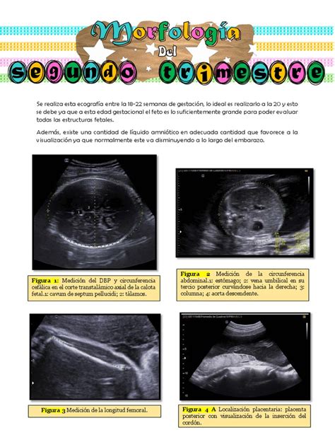 Ecografía 2D mostrando mediciones fetales clave