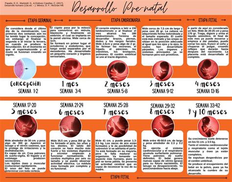 Infografía comparativa de las semanas de gestación, destacando la semana 40 y los cambios en el bebé y la madre