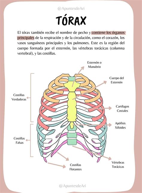 Esquema anatómico del tórax de un niño con puntos de referencia radiográficos
