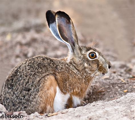 Liebre Ibérica (Lepus granatensis) en su hábitat natural en España