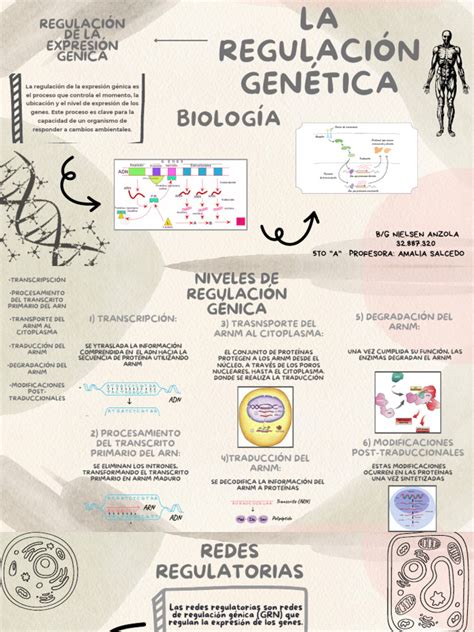 Infografía sobre la alteración de la expresión génica en la placenta debido a la dieta materna