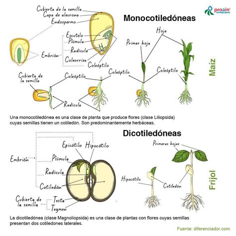 Comparación de la estructura embrionaria de dicotiledóneas y monocotiledóneas, destacando la presencia de uno o dos cotiledones.