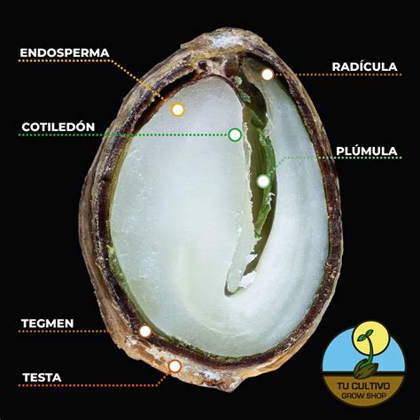 Microfotografía de la estructura de la cubierta de una semilla, mostrando el tegmen, la testa y las capas celulares.