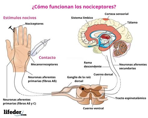 Esquema de las vías nociceptivas desde la periferia hasta la corteza cerebral en el neonato.