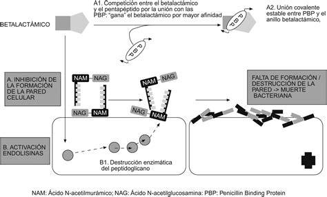 Esquema del mecanismo de acción de los antibióticos betalactámicos