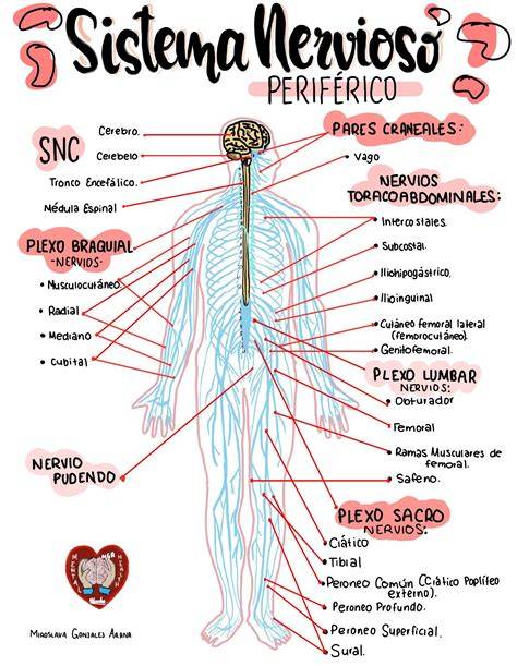 Esquema del sistema nervioso periférico en la región pélvica