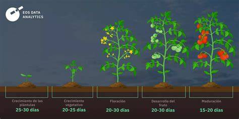 Gráfico mostrando las etapas de crecimiento BBCH para la planificación de fertilización