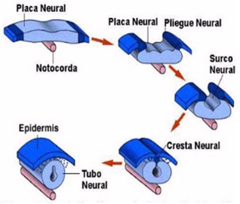 Diagrama de neurulación: formación de la placa neural, pliegues neurales y cierre del tubo neural.