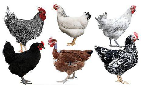 Infografía o collage de diferentes razas de gallinas mencionadas