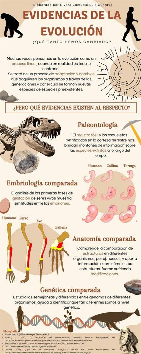 Infografía mostrando la evolución de la cámara de aire y la yema en huevos frescos y viejos