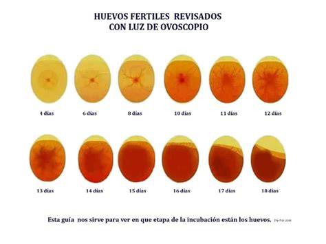 Comparativa de imágenes de ovoscopia de un huevo infértil, un huevo con desarrollo temprano y un huevo con embrión avanzado