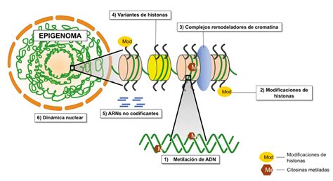 Ilustración de una molécula de ADN o epigenoma, representando la conexión genética a través de la leche materna