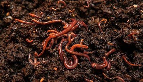 Vermicompostaje: lombrices transformando materia orgánica