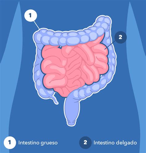 Infografía: Movicol Pediátrico, cómo funciona en el intestino infantil