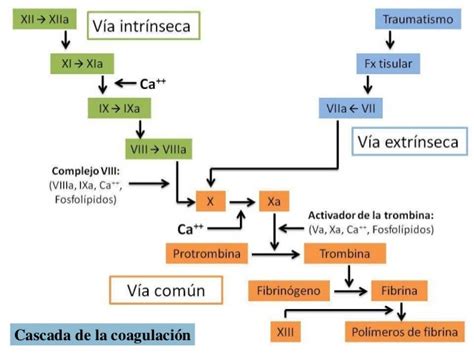 Diagrama que ilustra la función de la vitamina K en la cascada de coagulación sanguínea