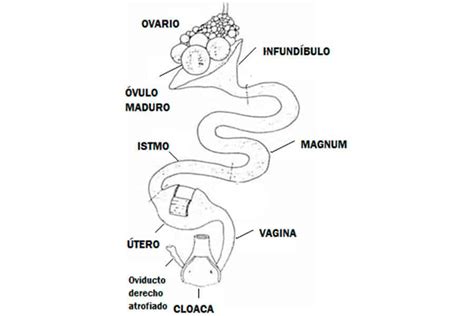 Diagrama del oviducto de la gallina, mostrando sus cinco secciones.