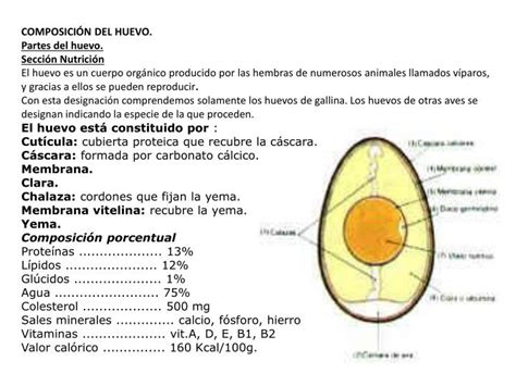 Infografía detallando la composición y estructura de la cáscara del huevo.