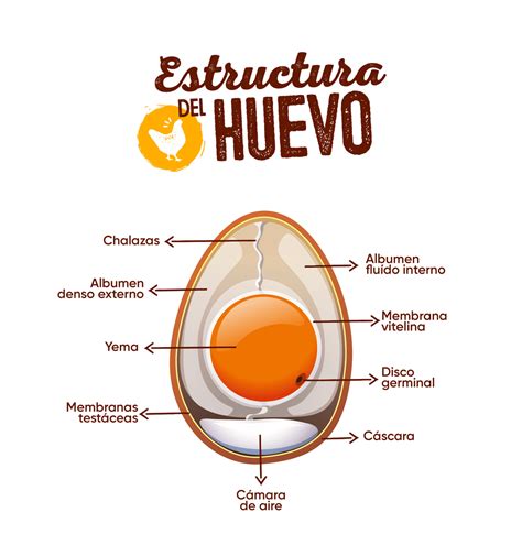 Ilustración de las partes de un huevo de gallina: cáscara, clara y yema.