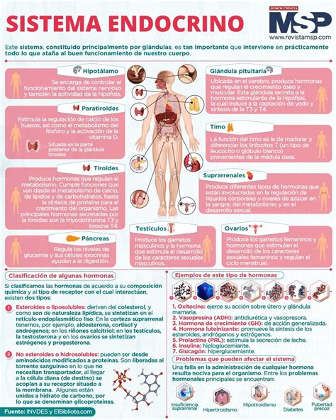 Infografía detallando los factores endocrinos que afectan la fertilidad en pacientes con enfermedad renal.