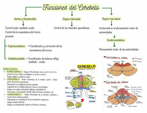 Esquema del cerebelo y sus funciones en la coordinación de movimientos