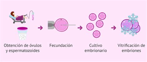 Infografía que ilustra el proceso de vitrificación de embriones, mostrando la protección celular contra cristales de hielo.