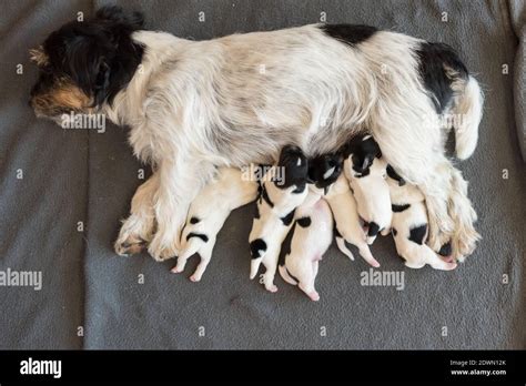 Foto de cachorros Yorkshire Terrier mamando de su madre