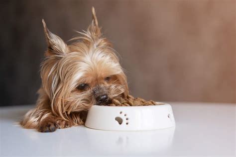 Foto de un cachorro Yorkshire Terrier comiendo pienso de un plato pequeño