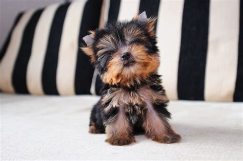 Foto de un cachorro Yorkshire Terrier con un arnés, paseando por un parque