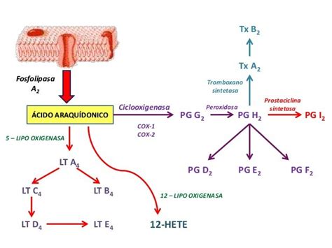 Diagrama que ilustra la ruta de las prostaglandinas y la inhibición por AINE en el ciclo reproductivo