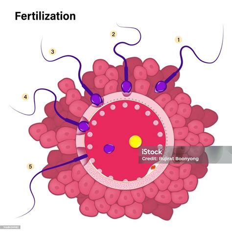 Ilustración de la aplicación de un óvulo vaginal