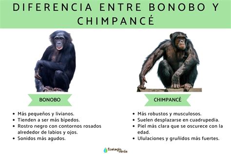 Esquema comparativo bonobo y chimpancé, mostrando diferencias físicas y sociales
