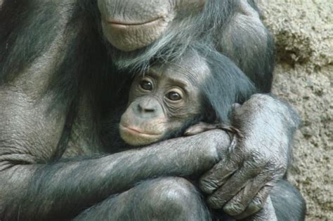 Madre bonobo protegiendo a su cría durante un apareamiento