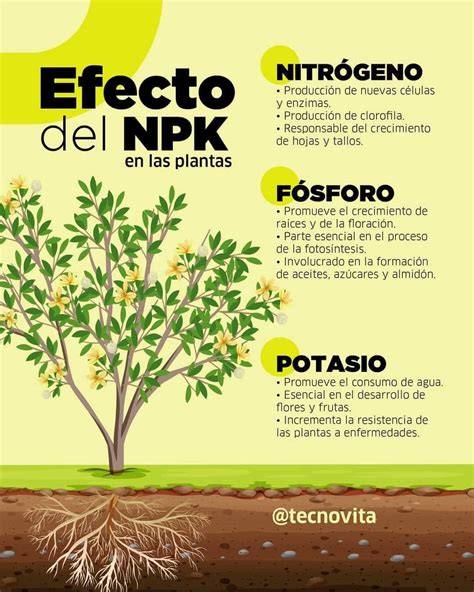 infografía sobre el rol del nitrógeno, fósforo y potasio en las plantas