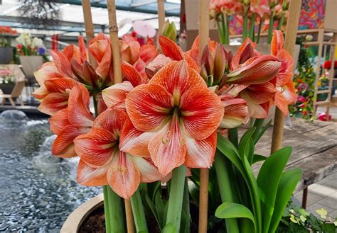 Amaryllis saludable y floreciente en una maceta