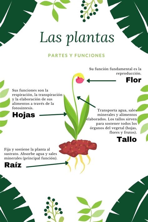 infografía sobre los signos de sobre-fertilización en plantas