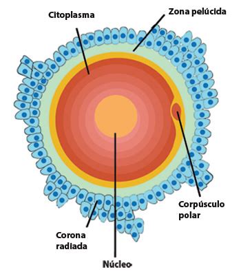 Esquema de las capas de un ovocito: oolema, espacio perivitelino, zona pelúcida y corona radiada.