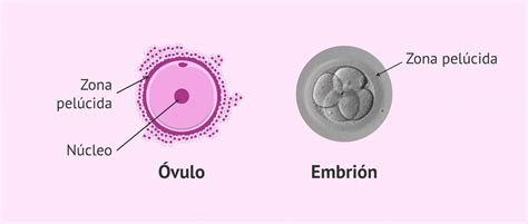 Micrografía de microscopía de polarización mostrando la estructura multilaminar de la Zona Pelúcida en un ovocito humano y un embrión en día 3.