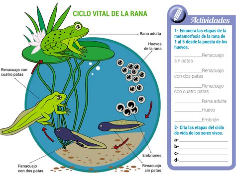 Esquema del ciclo de vida de un anuro: desde la puesta de huevos en el agua hasta la etapa adulta terrestre.
