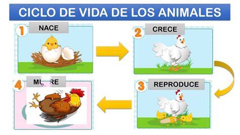 Esquema del ciclo de vida y madurez sexual de la codorniz japonesa