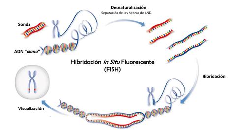 Esquema del procedimiento FISH para la detección de aneuploidías