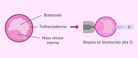 Imagen microscópica de una biopsia de trofoectodermo en un embrión en estadio de blastocisto