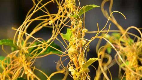 Esquema de la morfología de Cuscuta campestris: tallos filamentosos anaranjados, estructuras florales y haustorios conectando con el hospedador.