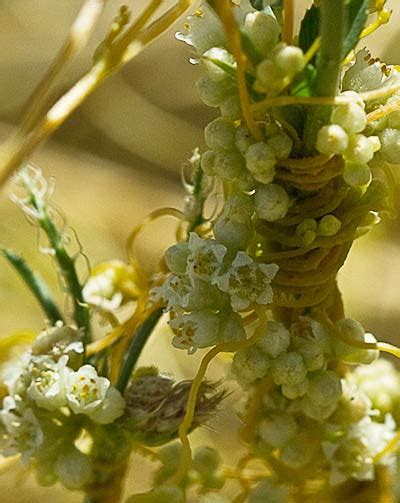 Fotografía macro de las flores y cápsulas de Cuscuta campestris.