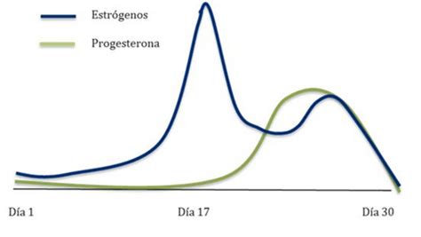 diagrama del ciclo endometrial y la acción de estrógenos y progesterona