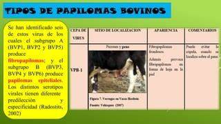 Infografía: Tipos de papilomas en ganado bovino