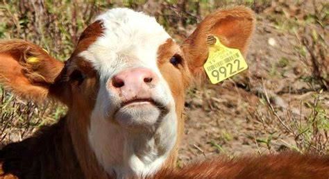 Colocación de arete de cobre en la oreja de una vaca