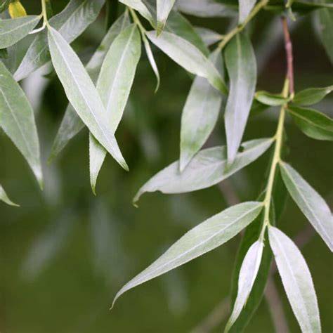 Hoja de sauce blanco