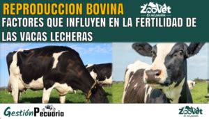 Esquema de factores que influyen en la fertilidad de las vacas lecheras