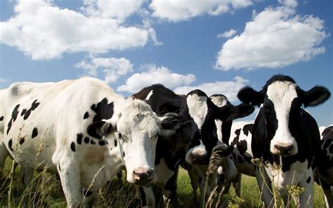 Foto de vacas lecheras buscando sombra en un clima cálido